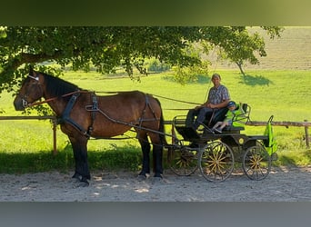 Noriker, Merrie, 8 Jaar