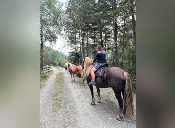Noriker, Merrie, 8 Jaar, Donkere-vos