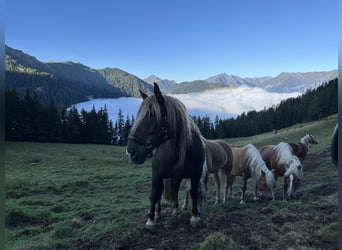 Noriker, Merrie, 8 Jaar, Donkere-vos