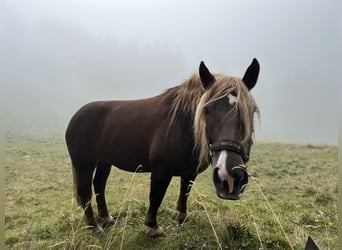Noriker, Merrie, 8 Jaar, Donkere-vos