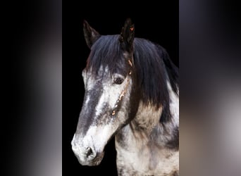 Noriker, Merrie, 9 Jaar, 160 cm