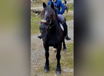 Noriker, Merrie, 9 Jaar, 160 cm, Zwart