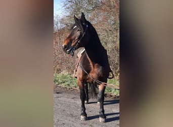 Noriker, Merrie, 9 Jaar, 162 cm, Bruin