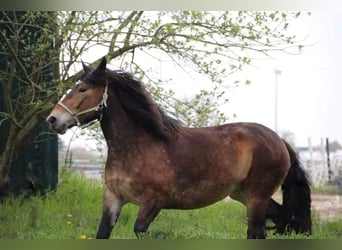 Noriker, Merrie, 9 Jaar, 163 cm, Bruin