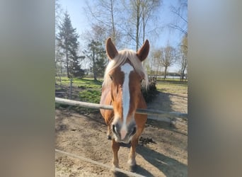 Noriker, Merrie, 9 Jaar, 166 cm, Vos