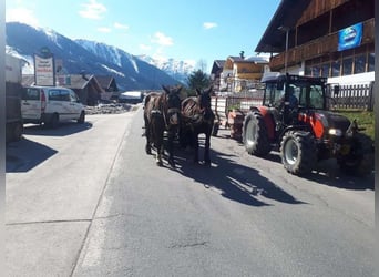 Noriker, Merrie, 9 Jaar, 168 cm
