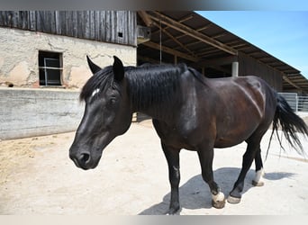 Noriker, Merrie, 9 Jaar