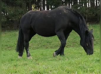Noriker, Merrie, 9 Jaar