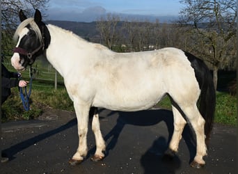 Noriker, Merrie, 9 Jaar