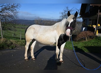 Noriker, Merrie, 9 Jaar