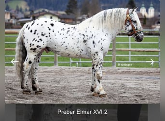 Noriker, Merrie, veulen (03/2023), 160 cm, Appaloosa