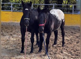 Noriker, Merrie, veulen (03/2023), 160 cm, Appaloosa
