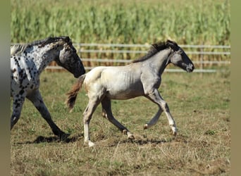 Noriker, Merrie, veulen (05/2024), 160 cm, Appaloosa