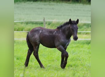 Noriker, Merrie, veulen (03/2024), 160 cm, Blauwschimmel