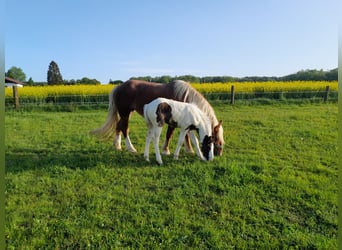 Noriker Mix, Merrie, veulen (02/2024), 160 cm, Gevlekt-paard