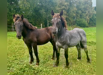 Noriker, Merrie, Veulen (02/2025), 160 cm, Zwart