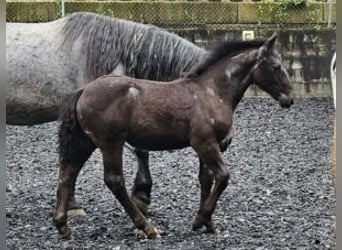 Noriker, Merrie, veulen (03/2024), Brown Falb schimmel