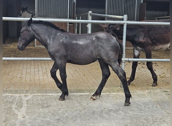 Noriker, Merrie, veulen (03/2024), Brown Falb schimmel