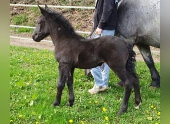 Noriker, Merrie, veulen (03/2024), Brown Falb schimmel