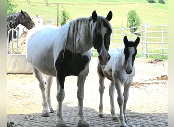 Noriker, Merrie, Veulen (05/2026)