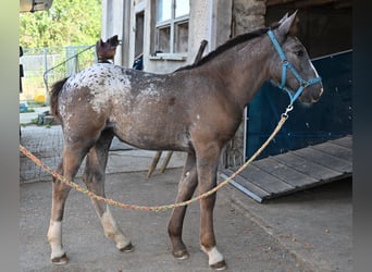 Noriker, Merrie, Veulen (05/2025)