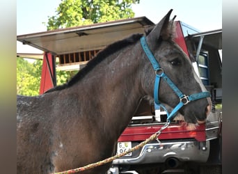 Noriker, Merrie, Veulen (05/2025)