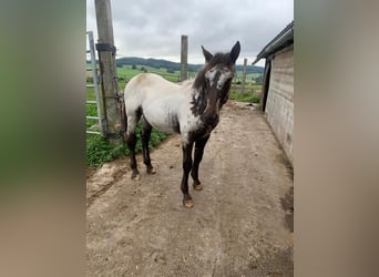 Noriker, Merrie, Veulen (02/2025)