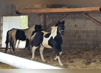 Noriker, Merrie, veulen (04/2023)