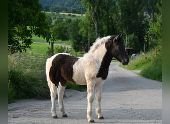 Noriker, Merrie, Veulen (01/2025), Tobiano-alle-kleuren