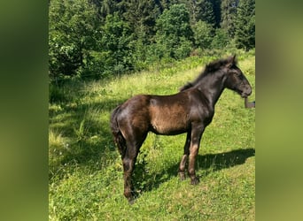Noriker, Merrie, Veulen (03/2026), Zwart