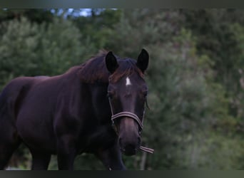 Noriker, Merrie, Veulen (03/2026), Zwart