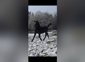 Noriker, Ogier, 1 Rok, 162 cm, Kara