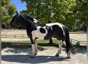 Noriker, Ogier, 4 lat, 165 cm, Srokata