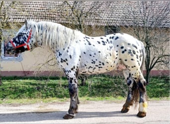 Noriker, Ogier, 6 lat