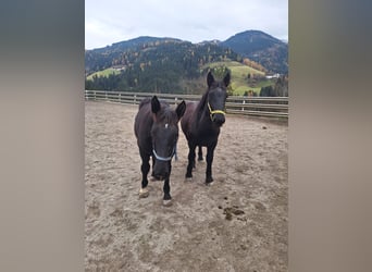 Noriker, Ogier, Źrebak (04/2025), Kara