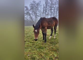Noriker, Ogier, Źrebak (04/2023)