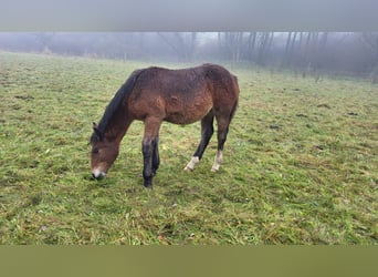 Noriker, Ogier, Źrebak (04/2023)