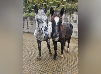 Noriker, Ogier, Źrebak (02/2023)