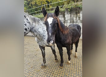 Noriker, Ogier, Źrebak (02/2023)