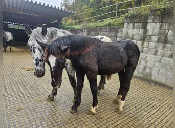 Noriker, Ogier, Źrebak (02/2023)
