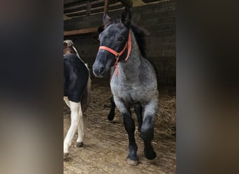 Noriker, Ogier, Źrebak (03/2023)