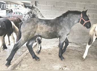 Noriker, Ogier, Źrebak (03/2023)
