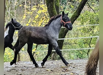 Noriker, Ogier, Źrebak (03/2023)