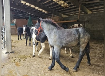 Noriker, Ogier, Źrebak (03/2023)