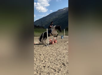Noriker Mix, Ruin, 10 Jaar, 172 cm, Gevlekt-paard