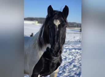 Noriker, Ruin, 11 Jaar, 157 cm, Gevlekt-paard