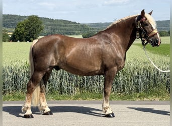 Noriker, Ruin, 11 Jaar, 164 cm, Donkere-vos