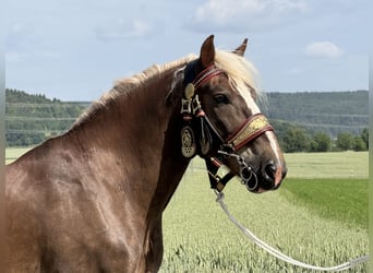 Noriker, Ruin, 11 Jaar, 164 cm, Donkere-vos