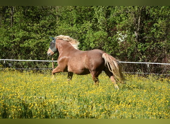 Noriker, Ruin, 11 Jaar, 170 cm, Donkere-vos