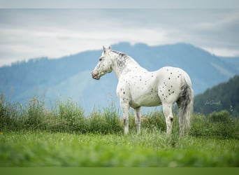 Noriker Mix, Ruin, 14 Jaar, 155 cm, Appaloosa